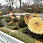 17.12.2021. Kielce. Wycinka drzew na skwerze im. Ireny Sendlerowej / Jarosław Kubalski / Radio Kielce