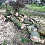 17.12.2021. Kielce. Wycinka drzew na skwerze im. Ireny Sendlerowej / Jarosław Kubalski / Radio Kielce