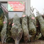 16.12.2021. Kielce. Akcja „Choinka dla życia” / Wiktor Taszłow / Radio Kielce