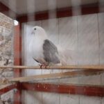 25.12.2021. Brzeziny. Żywa szopka i wspólne śpiewanie / Wiktor Taszłow / Radio Kielce