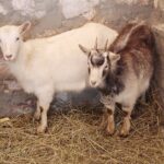 25.12.2021. Brzeziny. Żywa szopka i wspólne śpiewanie / Wiktor Taszłow / Radio Kielce