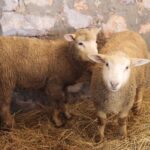 25.12.2021. Brzeziny. Żywa szopka i wspólne śpiewanie / Wiktor Taszłow / Radio Kielce