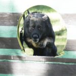 08.10.2021 Kielce. Pies policyjny Kajman / Jarosław Kubalski / Radio Kielce