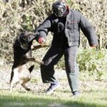 08.10.2021 Kielce. Pies policyjny Kajman / Jarosław Kubalski / Radio Kielce