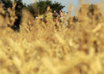 Jak zmieniają się ceny zbóż w świętokrzyskich skupach?