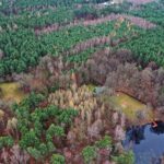 22.11.2021. Kompleks Lasów Cisowskich. Na polanie po lewej stronie stała leśniczówka w której przebywał Piłsudski / Jarosław Kubalski / Radio Kielce