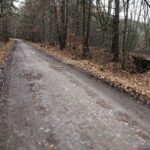 22.11.2021. Kompleks Lasów Cisowskich. Pozostałość po kolejce wąskotorowej i droga wybudowana w okresie międzywojennym przez wojsko / Jarosław Kubalski / Radio Kielce