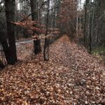 22.11.2021. Kompleks Lasów Cisowskich. Pozostałość po kolejce wąskotorowej, a obok droga wybudowana przez wojsko / Jarosław Kubalski / Radio Kielce