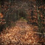 22.11.2021. Kompleks Lasów Cisowskich. Pozostałość po kolejce wąskotorowej / Jarosław Kubalski / Radio Kielce