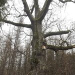 22.11.2021. Kompleks Lasów Cisowskich. W tym miejscu stała historyczna leśniczówka w której przebywał Piłsudski / Jarosław Kubalski / Radio Kielce