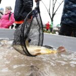 18.12.2021 Kielce. Karp żywy / Jarosław Kubalski / Radio Kielce