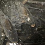 18.12.2021 Kielce. Karp żywy / Jarosław Kubalski / Radio Kielce