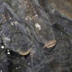 18.12.2021 Kielce. Karp żywy / Jarosław Kubalski / Radio Kielce