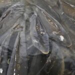 18.12.2021 Kielce. Karp żywy / Jarosław Kubalski / Radio Kielce