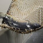 18.12.2021 Kielce. Karp żywy / Jarosław Kubalski / Radio Kielce