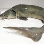 18.12.2021 Kielce. Jesiotr w sklepie rybnym / Jarosław Kubalski / Radio Kielce