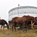 Gustawów, gm. Fałków. Jurty / Magdalena Galas-Klusek / Radio Kielce