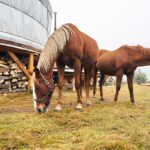 Gustawów, gm. Fałków. Jurty / Magdalena Galas-Klusek / Radio Kielce