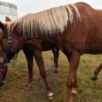 Gustawów, gm. Fałków. Jurty / Magdalena Galas-Klusek / Radio Kielce