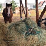 Gustawów, gm. Fałków. Jurty / Magdalena Galas-Klusek / Radio Kielce