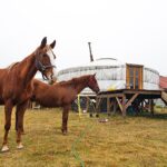 Gustawów, gm. Fałków. Jurty / Magdalena Galas-Klusek / Radio Kielce