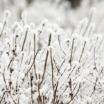 14.12.2021 Kielce. Zima. Szadź / Jarosław Kubalski / Radio Kielce