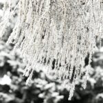 14.12.2021 Kielce. Zima. Szadź / Jarosław Kubalski / Radio Kielce