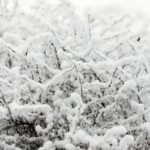 14.12.2021 Kielce. Zima. Szadź / Jarosław Kubalski / Radio Kielce