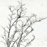 14.12.2021 Kielce. Zima. Szadź / Jarosław Kubalski / Radio Kielce