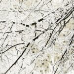 14.12.2021 Kielce. Zima. Szadź / Jarosław Kubalski / Radio Kielce