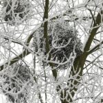 14.12.2021 Kielce. Zima. Szadź / Jarosław Kubalski / Radio Kielce