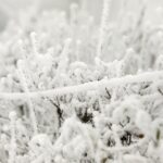 14.12.2021 Kielce. Zima. Szadź / Jarosław Kubalski / Radio Kielce