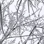 14.12.2021 Kielce. Zima. Szadź / Jarosław Kubalski / Radio Kielce