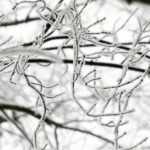 14.12.2021 Kielce. Zima. Szadź / Jarosław Kubalski / Radio Kielce