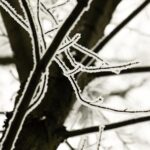 14.12.2021 Kielce. Zima. Szadź / Jarosław Kubalski / Radio Kielce