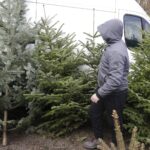 17.12.2021 Kielce. Żywe choinki / Jarosław Kubalski / Radio Kielce