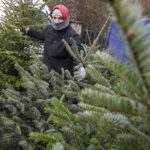 17.12.2021 Kielce. Żywe choinki / Jarosław Kubalski / Radio Kielce