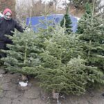 17.12.2021 Kielce. Żywe choinki / Jarosław Kubalski / Radio Kielce