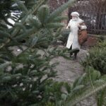 17.12.2021 Kielce. Żywe choinki / Jarosław Kubalski / Radio Kielce