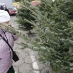 17.12.2021 Kielce. Żywe choinki / Jarosław Kubalski / Radio Kielce