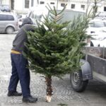 17.12.2021 Kielce. Żywe choinki / Jarosław Kubalski / Radio Kielce