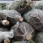 17.12.2021 Kielce. Żywe choinki / Jarosław Kubalski / Radio Kielce