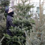 17.12.2021 Kielce. Żywe choinki / Jarosław Kubalski / Radio Kielce