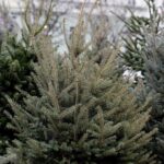 17.12.2021 Kielce. Żywe choinki / Jarosław Kubalski / Radio Kielce