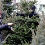 17.12.2021 Kielce. Żywe choinki / Jarosław Kubalski / Radio Kielce