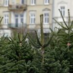 Ile kosztuje żywa choinka?
