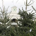 17.12.2021 Kielce. Żywe choinki / Jarosław Kubalski / Radio Kielce