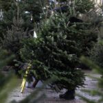 17.12.2021 Kielce. Żywe choinki / Jarosław Kubalski / Radio Kielce