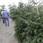 17.12.2021 Kielce. Żywe choinki / Jarosław Kubalski / Radio Kielce