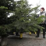 17.12.2021 Kielce. Żywe choinki / Jarosław Kubalski / Radio Kielce